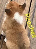 Peaches, a female Pembroke Welsh Corgi for sale in Rochester, NY – Photo 2 of 4