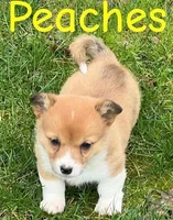 Peaches, a female Pembroke Welsh Corgi for sale in Rochester, NY – Photo 4 of 4
