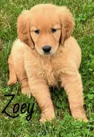 Zoey, a female Golden Retriever for sale in Rochester, NY – 2 of 8