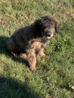 Mila, a female Miniature Bernedoodle for sale in Rochester, NY – 3 of 8