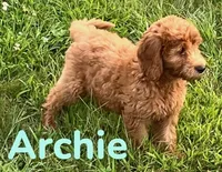 Archie, a male Miniature Goldendoodle for sale in Rochester, NY – 2 of 7