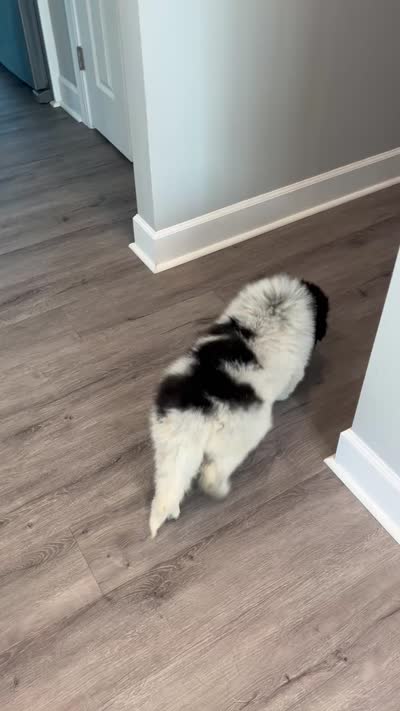 Big Foot, a male Great Pyrenees for sale in Rochester, NY – 5 of 5