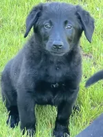 Millie, a female Golden Retriever and Labrador Retriever for sale in Rochester, NY – 6 of 9