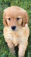 Dolly, a female Golden Retriever for sale in Rochester, NY – 4 of 5