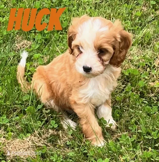 Huck – Cavapoo puppy for sale in Rochester, NY
