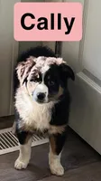 Dakota, a male Australian Shepherd for sale in Rochester, NY – 3 of 6