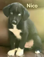 Nico, a male Australian Shepherd and Pomsky for sale in Rochester, NY – 2 of 5