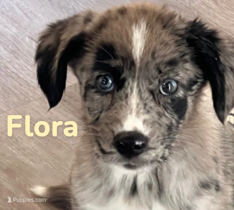 Flora – Australian Shepherd, Pomsky puppy for sale in Rochester, NY