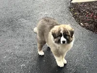 Zsa Zsa, a female Australian Shepherd and Great Pyrenees for sale in Rochester, NY – 10 of 10