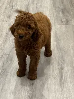 Chia, a female Miniature Goldendoodle for sale in Rochester, NY – 10 of 10