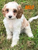 Arlo, a male Cavapoo for sale in Rochester, NY – 5 of 9