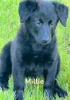 Millie, a female Golden Retriever and Labrador Retriever for sale in Rochester, NY – 2 of 9
