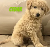 Cedar, a male Miniature Bernedoodle and Miniature Labradoodle for sale in Rochester, NY – 4 of 10