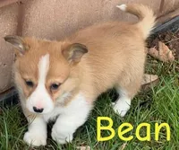 Bean, a male Pembroke Welsh Corgi for sale in Rochester, NY – Photo 3 of 4