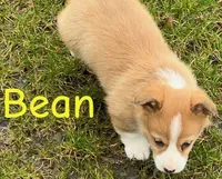 Bean, a male Pembroke Welsh Corgi for sale in Rochester, NY – Photo 4 of 4
