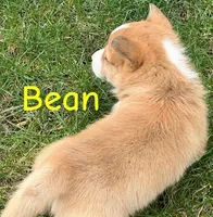 Bean, a male Pembroke Welsh Corgi for sale in Rochester, NY – Photo 2 of 4