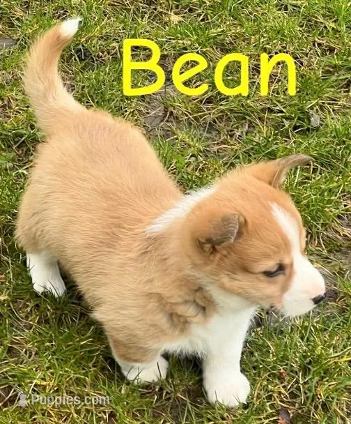 Bean – Pembroke Welsh Corgi puppy for sale in Rochester, NY