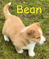 Bean, a male Pembroke Welsh Corgi for sale in Rochester, NY – Photo 1 of 4
