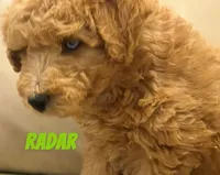 Radar, a male Miniature Labradoodle for sale in Rochester, NY – 8 of 8