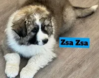Zsa Zsa, a female Great Pyrenees for sale in Rochester, NY – 5 of 8