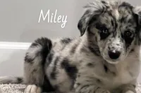 Miley, a female Australian Shepherd for sale in Rochester, NY – 4 of 4