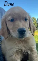 Dune, a male Golden Retriever for sale in Rochester, NY – 3 of 4
