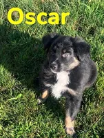Oscar, a male Australian Shepherd for sale in Rochester, NY – 2 of 6