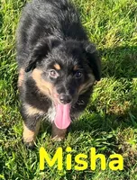 Misha, a female Australian Shepherd for sale in Rochester, NY – 4 of 7