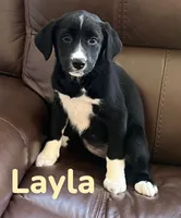 Layla, a female Australian Shepherd and Pomsky for sale in Rochester, NY – 2 of 9