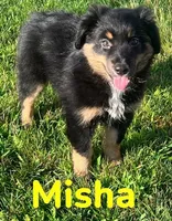 Misha, a female Australian Shepherd for sale in Rochester, NY – 3 of 7
