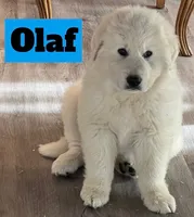 Olaf, a male Great Pyrenees for sale in Rochester, NY – 6 of 8
