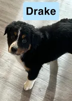 Drake, a male Australian Shepherd for sale in Rochester, NY – 2 of 7