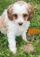 Arlo, a male Cavapoo for sale in Rochester, NY – 8 of 9
