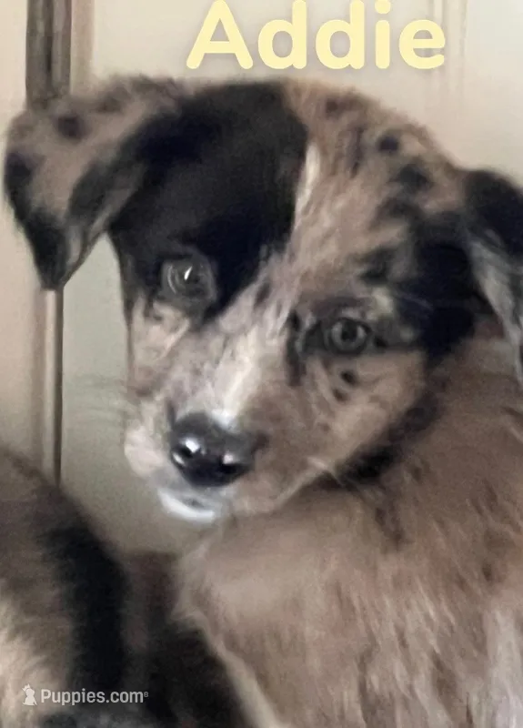 Addie – Australian Shepherd, Pomsky puppy for sale in Rochester, NY
