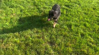 Oscar, a male Australian Shepherd for sale in Rochester, NY – 6 of 6