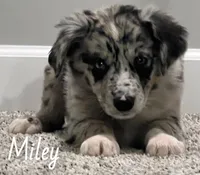 Miley, a female Australian Shepherd for sale in Rochester, NY – 3 of 4