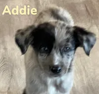 Addie, a female Australian Shepherd and Pomsky for sale in Rochester, NY – 2 of 7