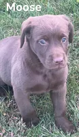 Moose, a male Labrador Retriever for sale in Rochester, NY – 4 of 9