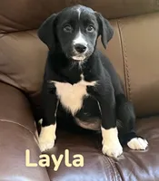 Layla, a female Australian Shepherd and Pomsky for sale in Rochester, NY – 9 of 9