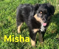 Misha, a female Australian Shepherd for sale in Rochester, NY – 6 of 7