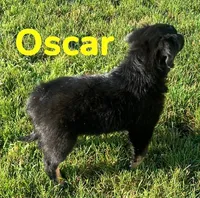 Oscar, a male Australian Shepherd for sale in Rochester, NY – 3 of 6