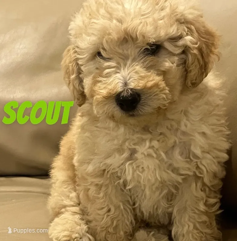 Scout – Miniature Bernedoodle, Miniature Labradoodle puppy for sale in Rochester, NY