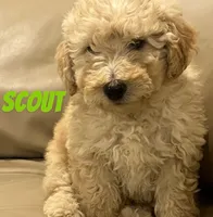 Scout, a male Miniature Bernedoodle and Miniature Labradoodle for sale in Rochester, NY – 1 of 6
