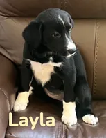 Layla, a female Australian Shepherd and Pomsky for sale in Rochester, NY – 8 of 9