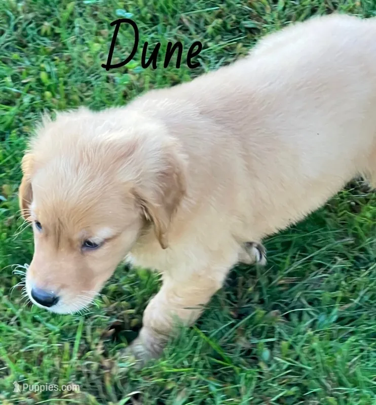 Dune – Golden Retriever puppy for sale in Rochester, NY