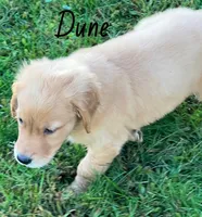Dune, a male Golden Retriever for sale in Rochester, NY – 1 of 4