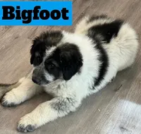Big Foot, a male Great Pyrenees for sale in Rochester, NY – 2 of 5
