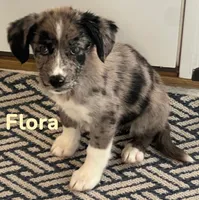 Flora, a female Australian Shepherd and Pomsky for sale in Rochester, NY – 6 of 6