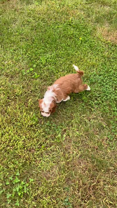 Jack , a male Cavapoo for sale in Rochester, NY – 10 of 10
