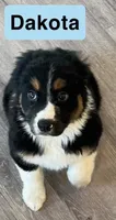 Dakota, a male Australian Shepherd for sale in Rochester, NY – 6 of 6